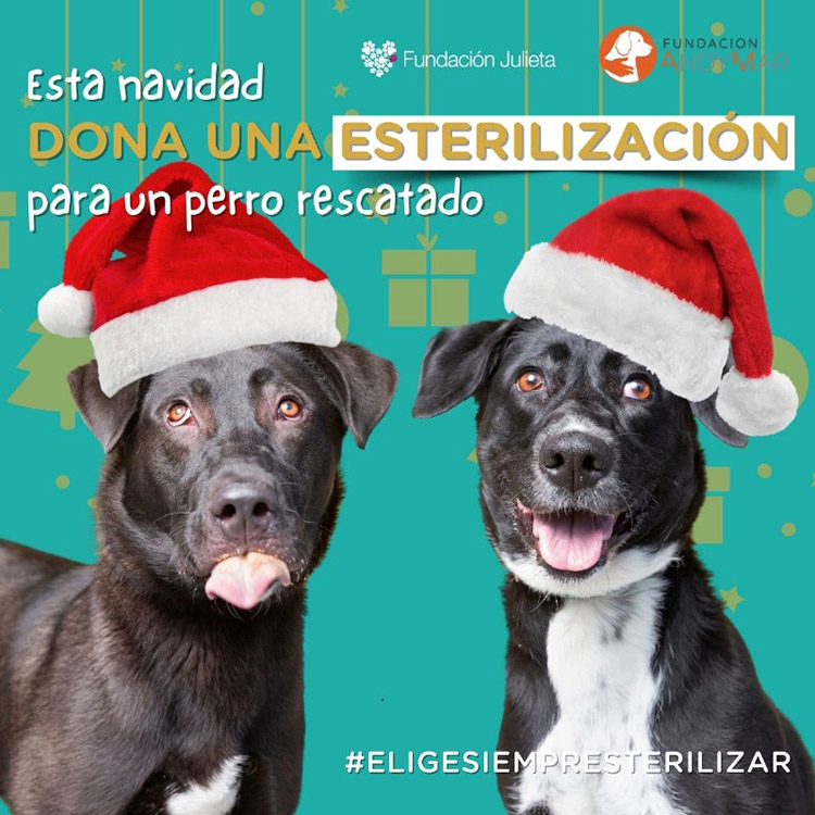 Cenas Navideñas