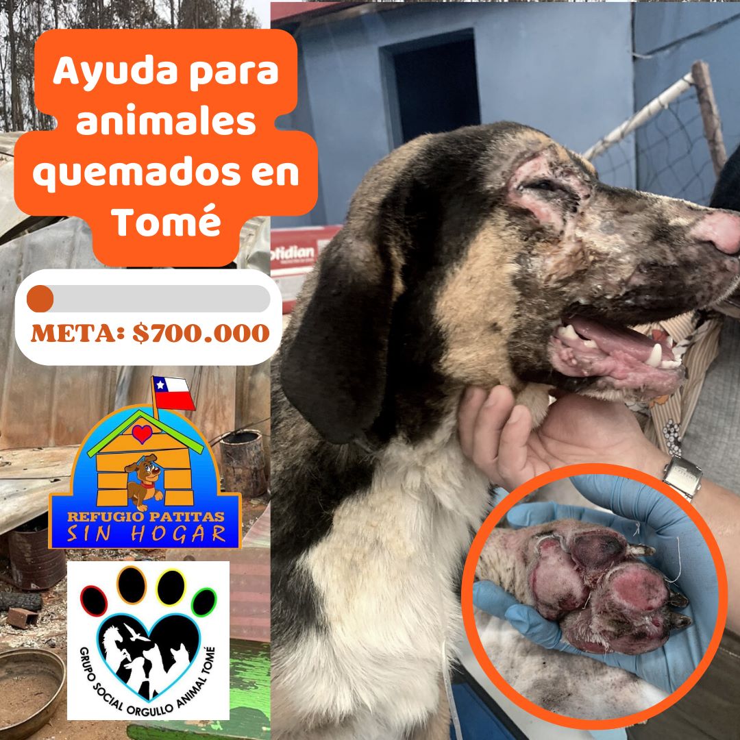 Animales quemados Tome