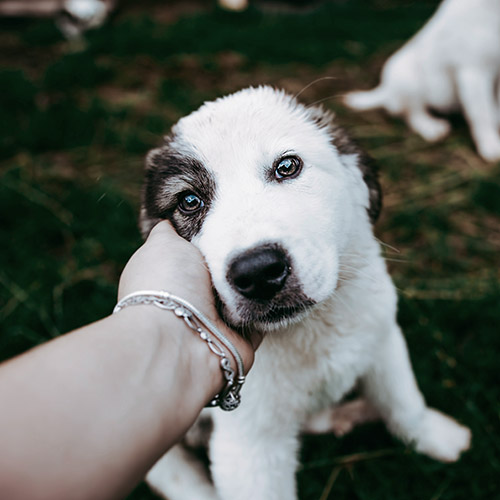 Protección mascotas